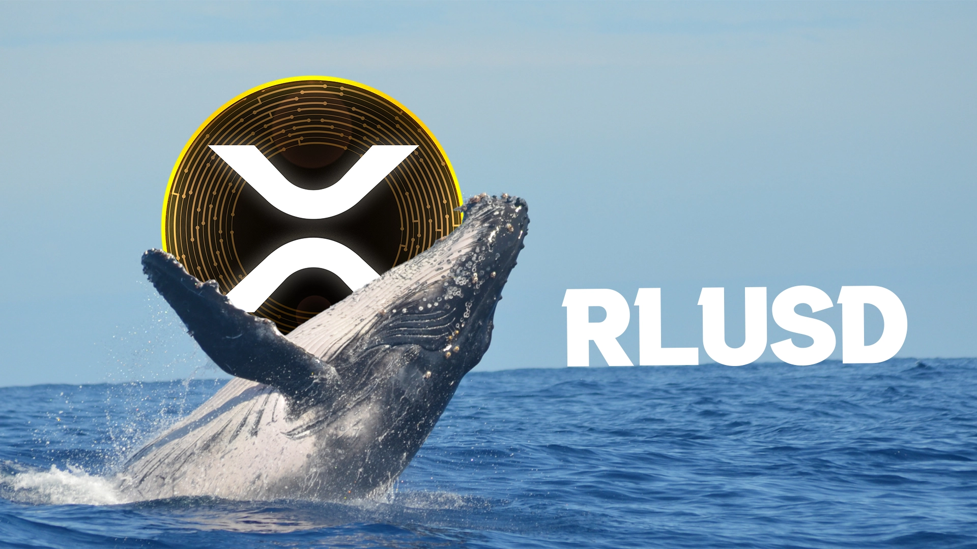 XRP Whales Move 81M Coins As RLUSD Launch Sparks Market Interest