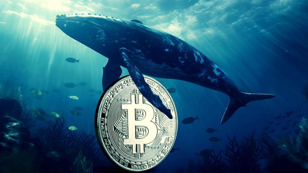 Bitcoin Whale Accumulation Resumes as 26,430 BTC Flows In, Buying the Dip?
