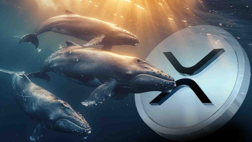 XRP Price Eyes $6 As Whale Wallets Hit Record High