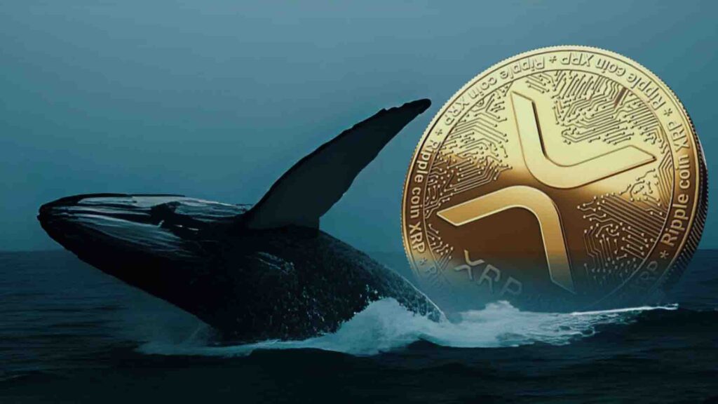 XRP Price Eyes $3.70 as Whales Add 320 Million Tokens